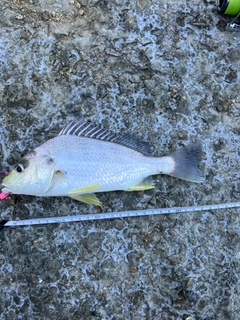 ホシミゾイサキの釣果