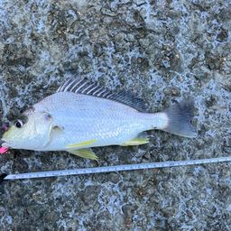 ホシミゾイサキ