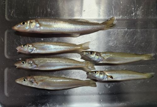 キスの釣果