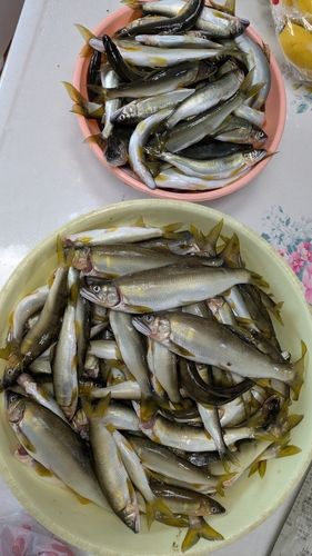 アユの釣果