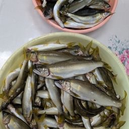 アユ