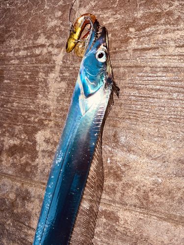 タチウオの釣果