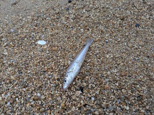 シロギスの釣果