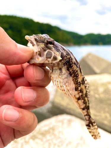 アナハゼの釣果