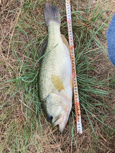 ラージマウスバスの釣果