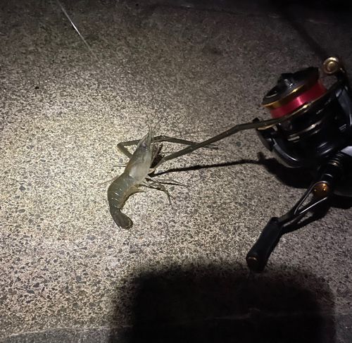 テナガエビの釣果