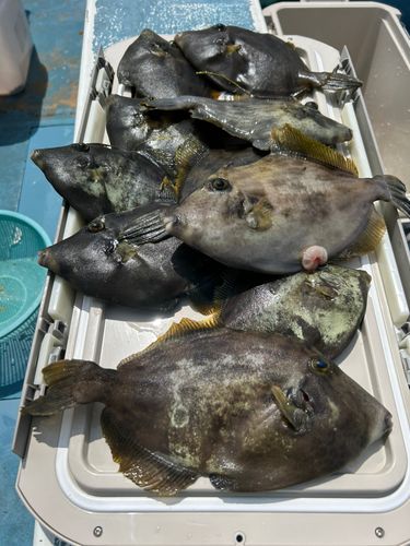 カワハギの釣果