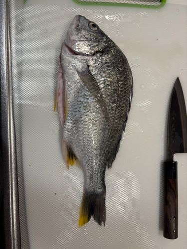 キビレの釣果