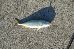 フクラギの釣果