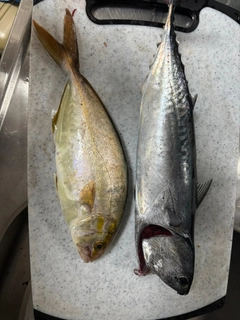 ソウダガツオの釣果