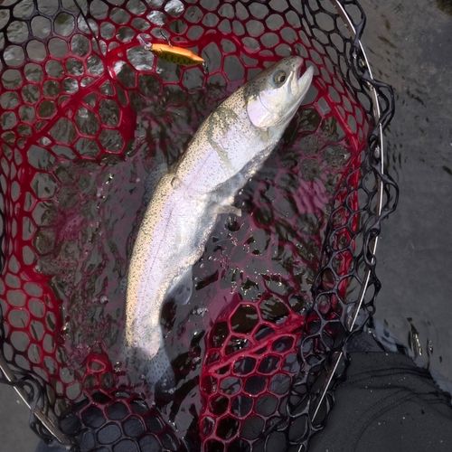 ニジマスの釣果