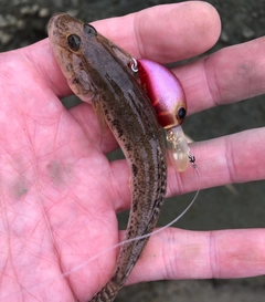 ハゼの釣果