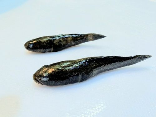 チチブの釣果