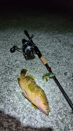 キジハタの釣果