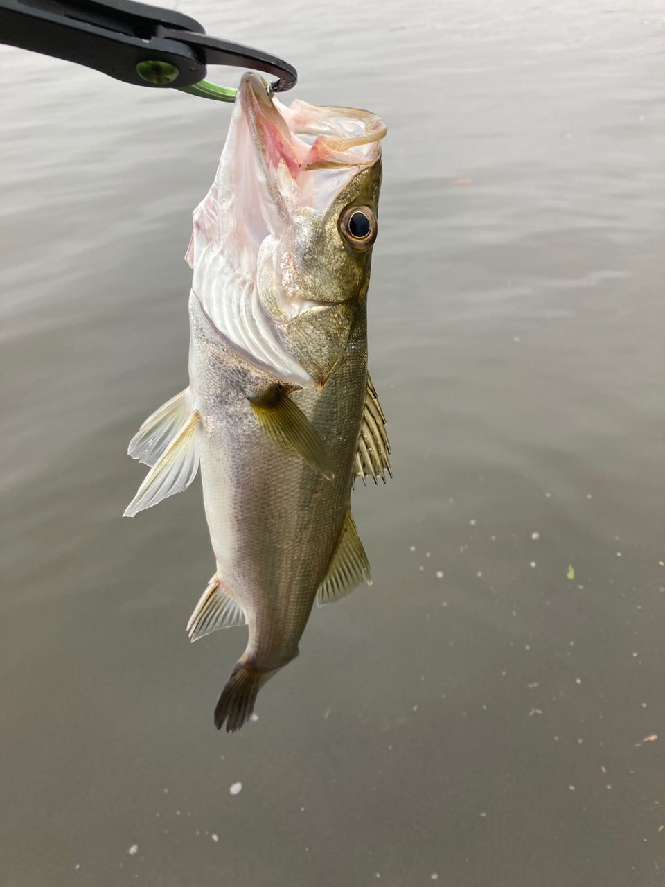 ダイワ(daiwa) 19LATEO 93ML・R 特価】ダイワ ラテオ R 93ML 2019モデル (スピニング2ピース