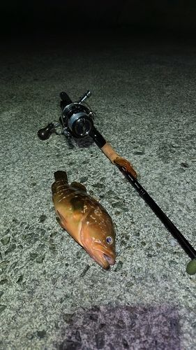 キジハタの釣果