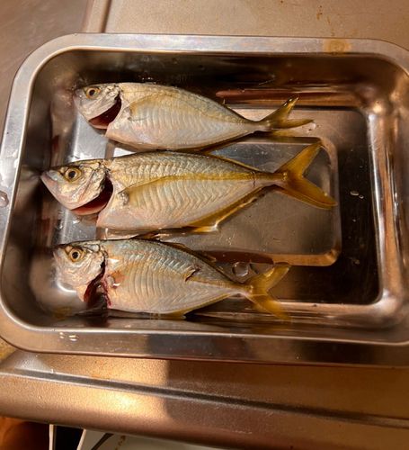 釣果
