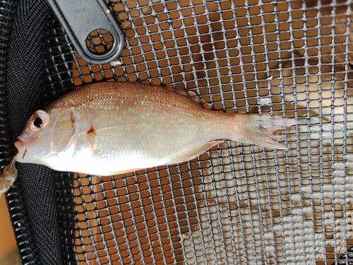 チャリコの釣果