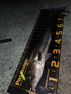 シーバスの釣果