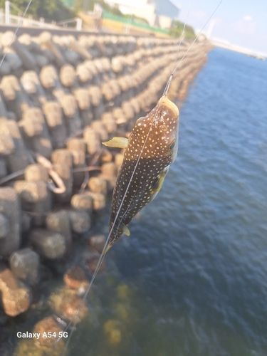 クサフグの釣果