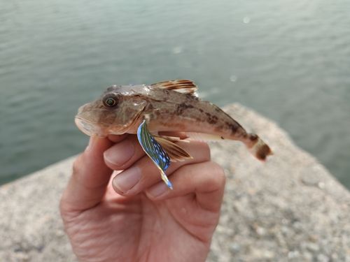 ホウボウの釣果