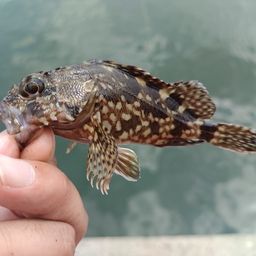 カサゴ