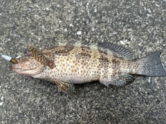 オオモンハタの釣果