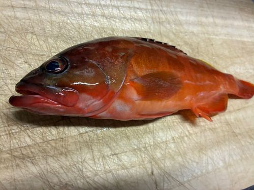 アカハタの釣果