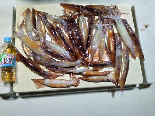 イカの釣果