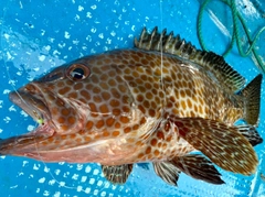オオモンハタの釣果