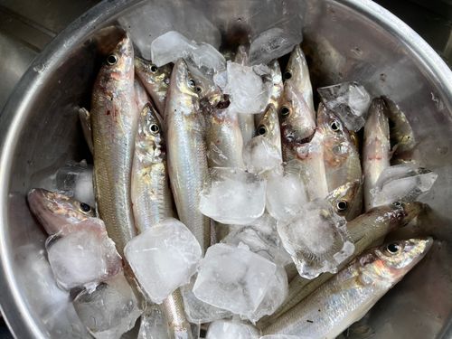 キスの釣果