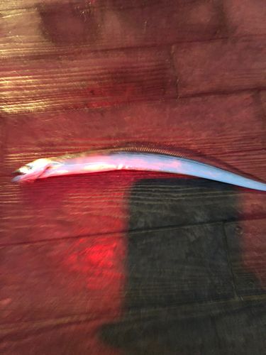 タチウオの釣果