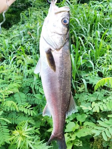 スズキの釣果