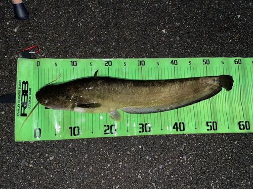 ナマズの釣果
