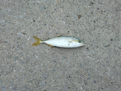 釣果
