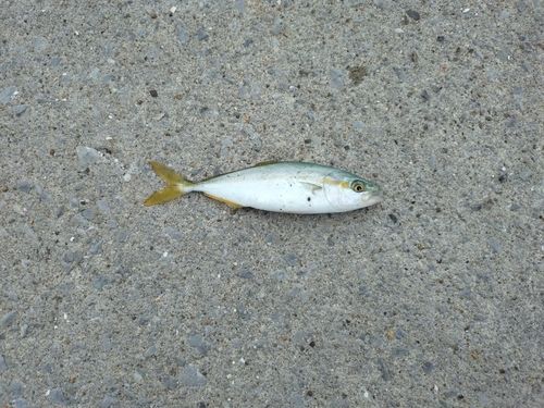 釣果