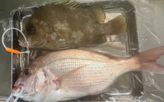 タイの釣果