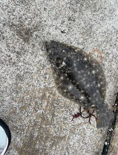 ソゲの釣果