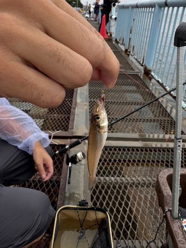 シロギスの釣果