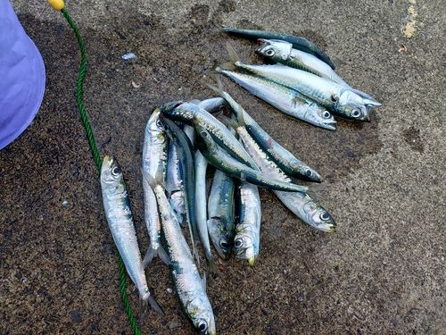 イワシの釣果