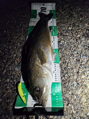 シーバスの釣果