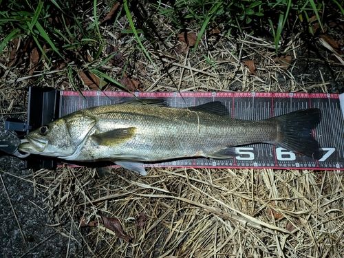 シーバスの釣果