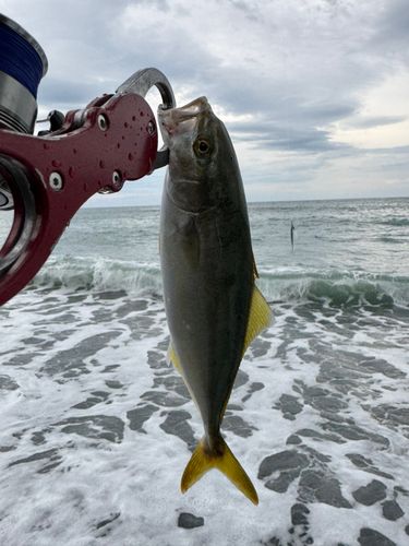 ワカシの釣果