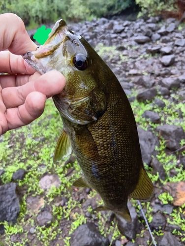 スモールマウスバスの釣果