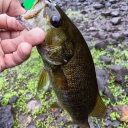 スモールマウスバス