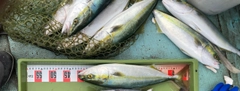 ハマチの釣果