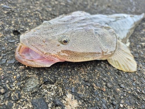 マゴチの釣果