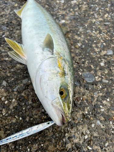 ワカシの釣果