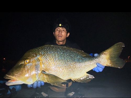 ハマフエフキの釣果