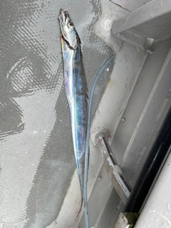 タチウオの釣果